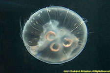 moon jelly